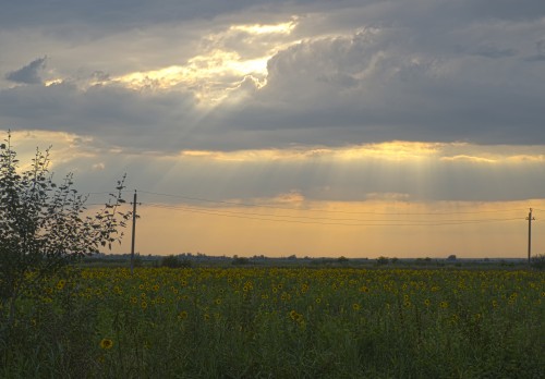 25.06.2018 Дубки